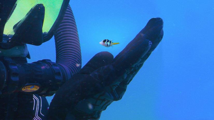Baloncuk: Resifin Mucizeleri (Puff: Wonders of the Reef) izlemek için tıklayınız.