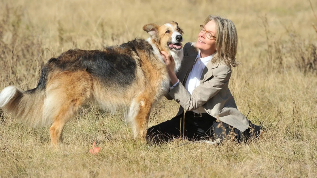Can Yoldaşım (Darling Companion) izlemek için tıklayınız.
