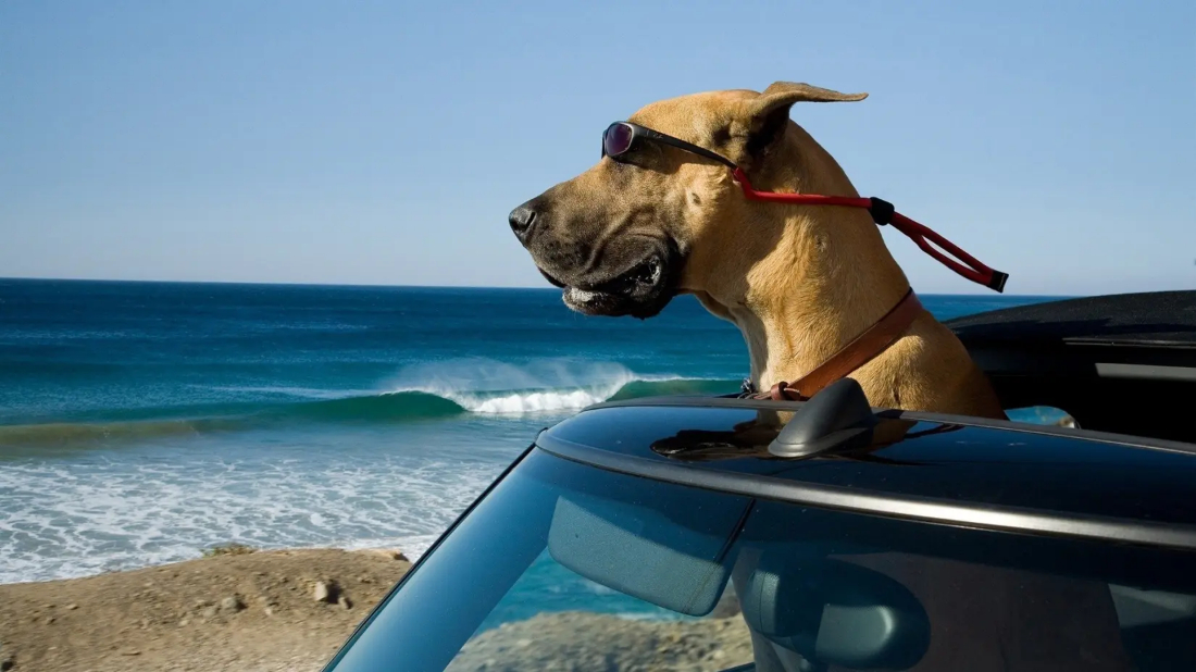 Çılgın Köpek (Marmaduke) izlemek için tıklayınız.