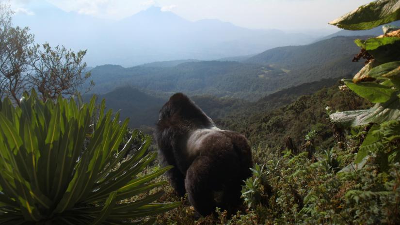 David Attenborough: Bir Goril Hikâyesi (A Gorilla Story: Told by David Attenborough) izlemek için tıklayınız.