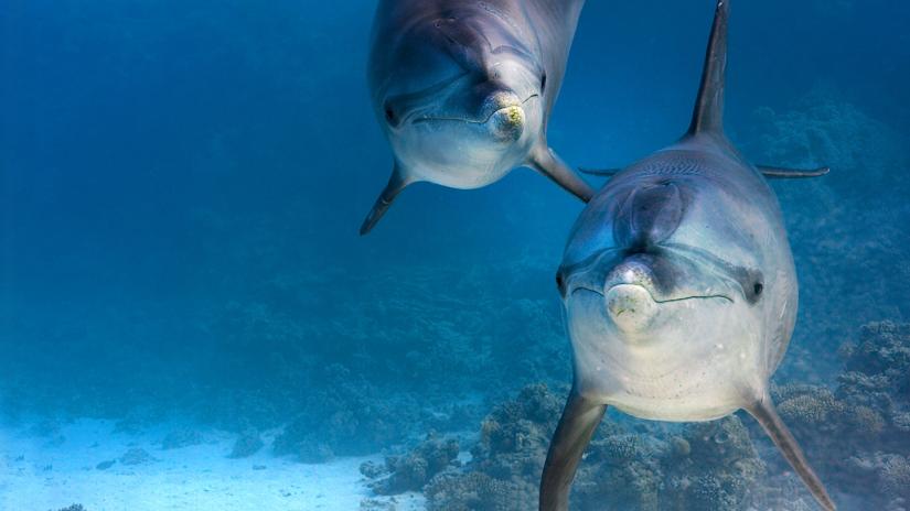 Dolphin Reef (Dolphin Reef) izlemek için tıklayınız.