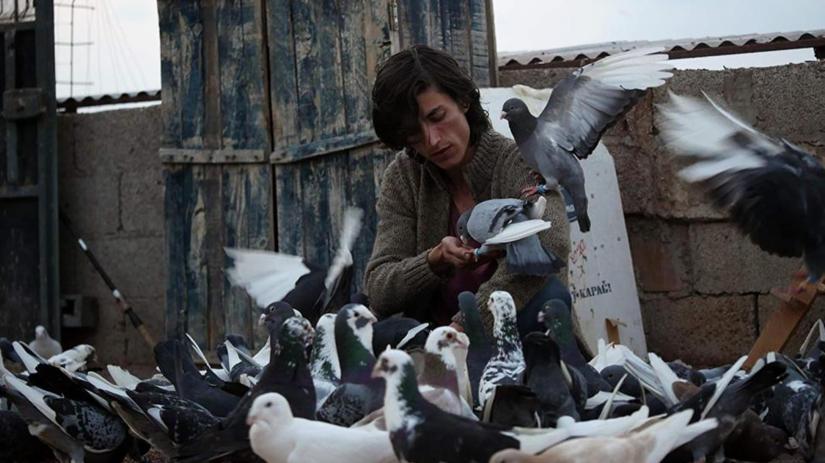 Güvercin (Güvercin) izlemek için tıklayınız.