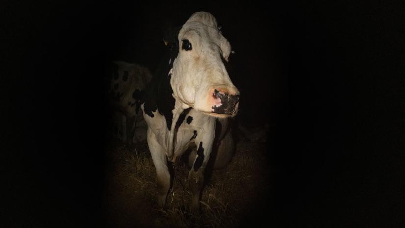 İnek (Cow) izlemek için tıklayınız.