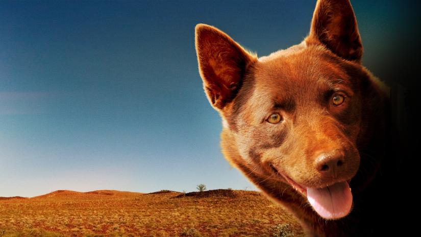 Kırmızı Köpek (Red Dog) izlemek için tıklayınız.