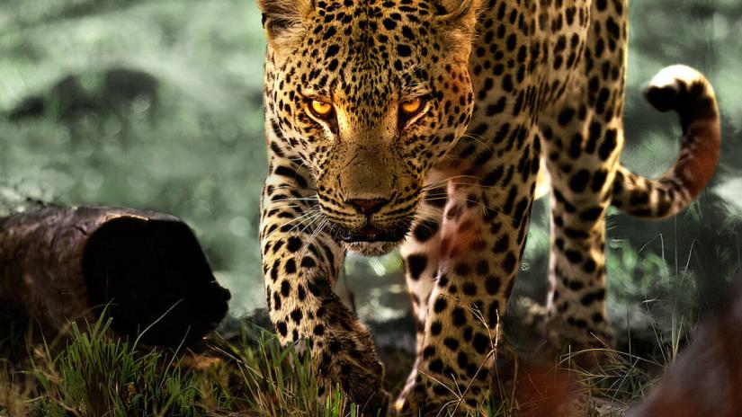 Living with Leopards (Living with Leopards) izlemek için tıklayınız.