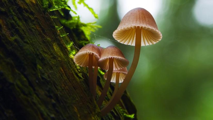 Fantastic Fungi (Fantastic Fungi) izlemek için tıklayınız.