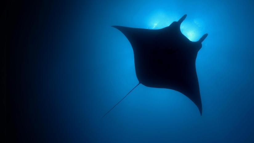 Mavi Dünya (The Blue Planet) izlemek için tıklayınız.