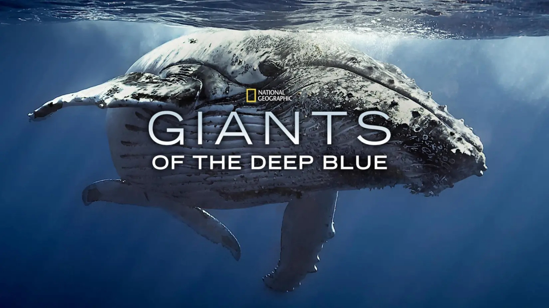 Okyanusun Devleri (Giants of the Deep Blue) izlemek için tıklayınız.