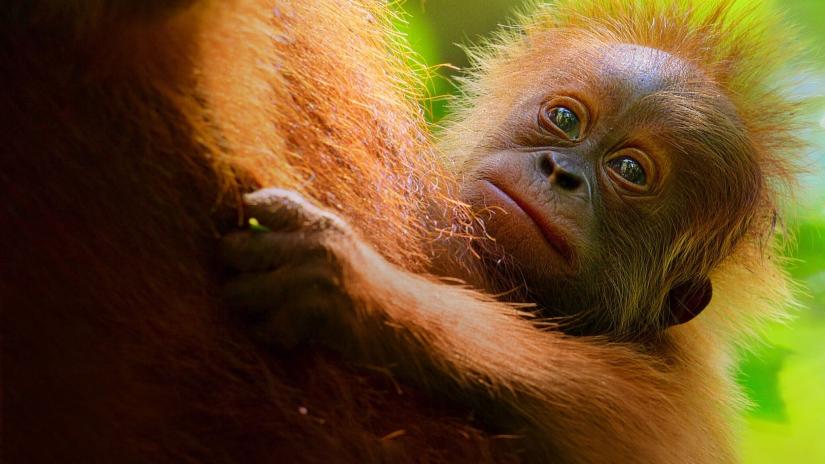 Secret Lives of Orangutans (Secret Lives of Orangutans) izlemek için tıklayınız.