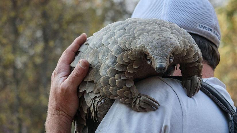 Pangolin: Kulu'nun Yolculuğu (Pangolin: Kulu's Journey) izlemek için tıklayınız.