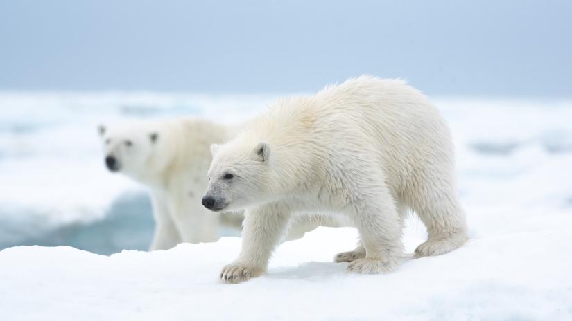 Kutup Ayısı (Polar Bear) izlemek için tıklayınız.