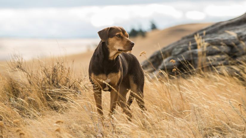 Sadık Dostum (A Dog's Way Home) izlemek için tıklayınız.
