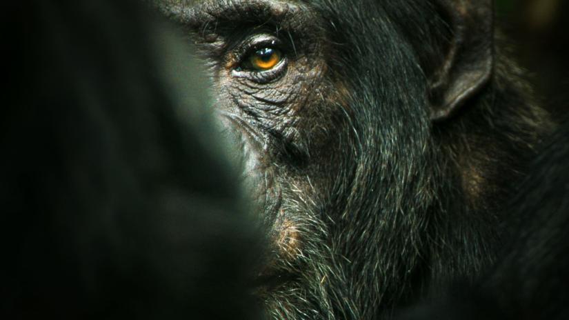Şempanze İmparatorluğu (Chimp Empire) izlemek için tıklayınız.