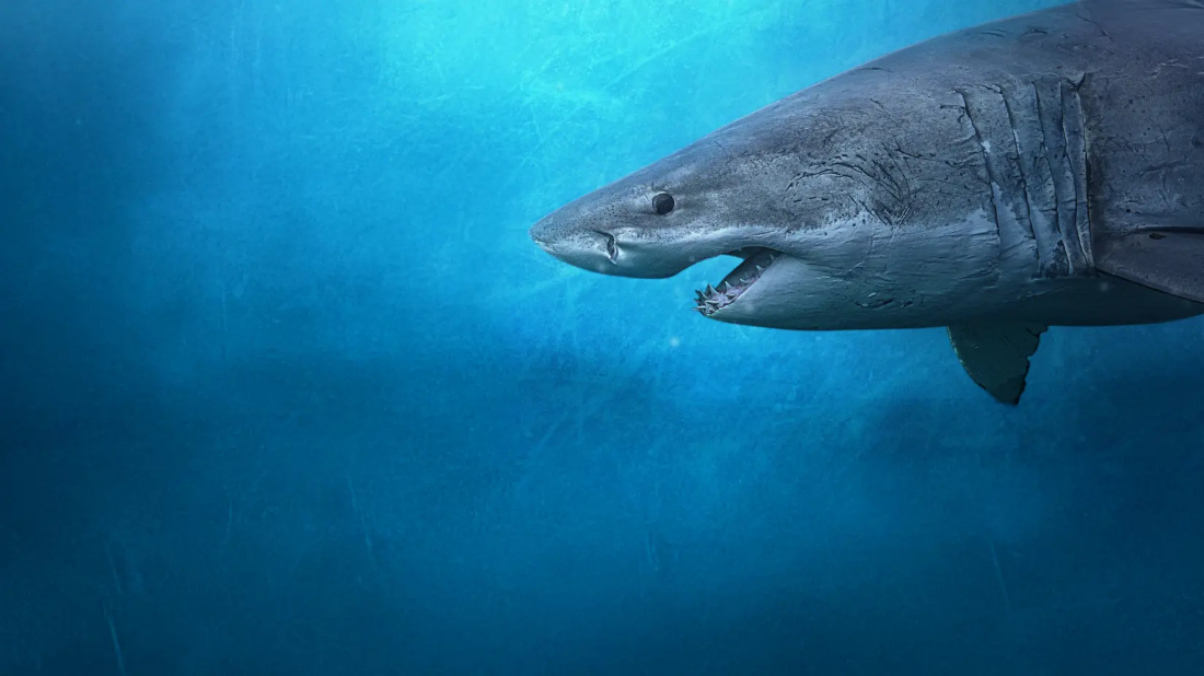 Sharks of the North (Sharks of the North) izlemek için tıklayınız.