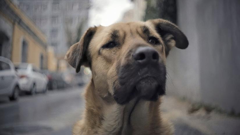 Stray (Stray) izlemek için tıklayınız.
