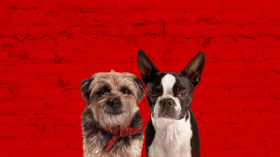Strays (Strays) izlemek için tıklayınız.