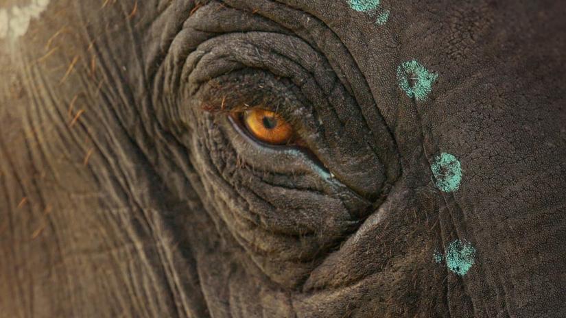 The Elephant Whisperers (The Elephant Whisperers) izlemek için tıklayınız.