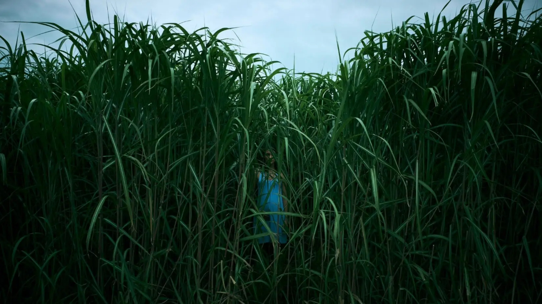 Uzun Otların Arasında (In the Tall Grass) izlemek için tıklayınız.