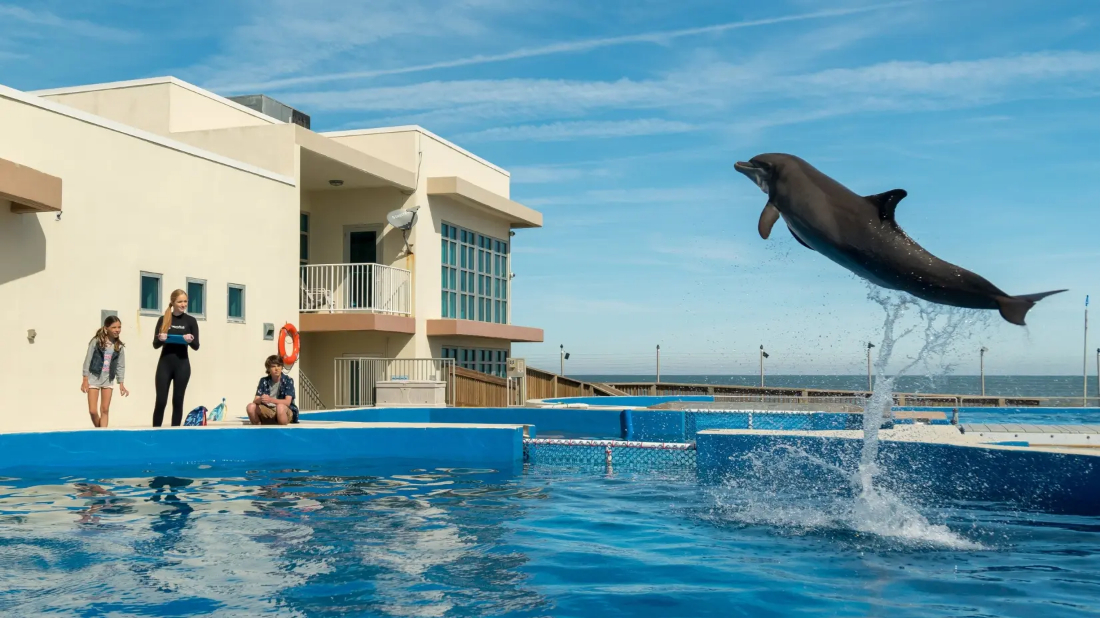 Bernie the Dolphin (Bernie the Dolphin) izlemek için tıklayınız.