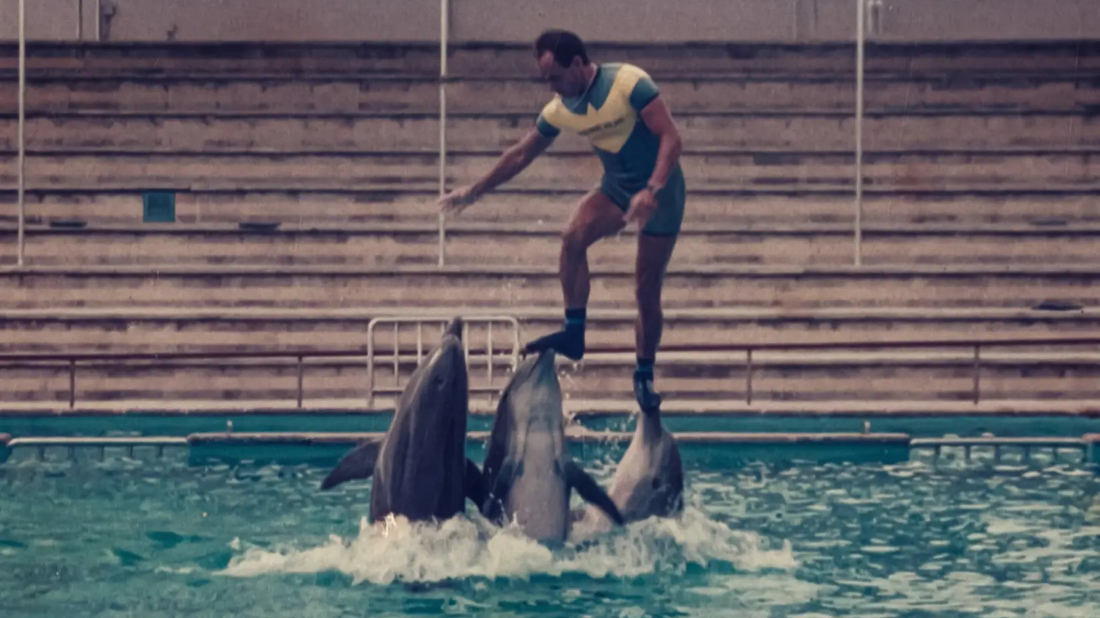 Yunus Eğitmenine Ne Oldu? (¿Qué le pasó al rey de los delfines?) izlemek için tıklayınız.
