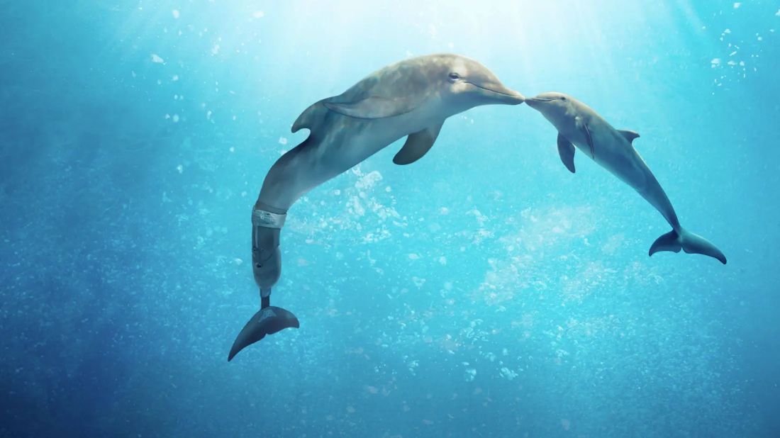 Dostluğun Gücü: Umut (Dolphin Tale 2) izlemek için tıklayınız.