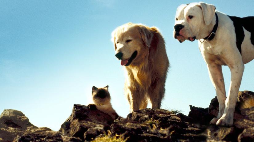 Yuvaya Dönüş (Homeward Bound: The Incredible Journey) izlemek için tıklayınız.
