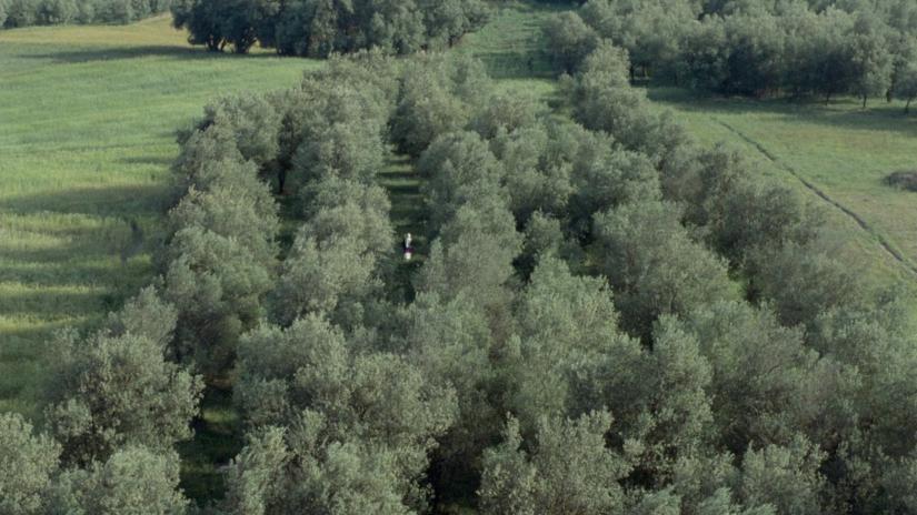 Zeytin Ağaçları Altında (Zire darakhatan zeyton) izlemek için tıklayınız.